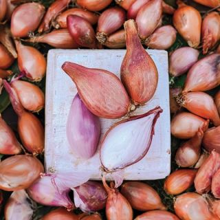 Gourmet Shallot Onion Set Thumbnail